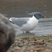 Sabine's Gull
